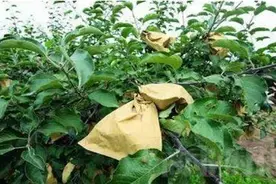 又到一年套袋时 8个问题需注意图片