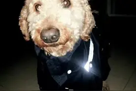 法斗犬夏季呼吸急促、喘息，一定是中暑了吗？图片