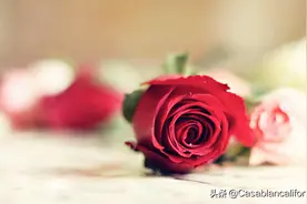 西方节日，除了2月14号情人节，一年中还有11个情人节图片