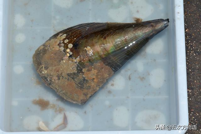 六耳赤嘴鱼胶有收藏价值吗 2026年六耳赤嘴鱼胶的功效和作用