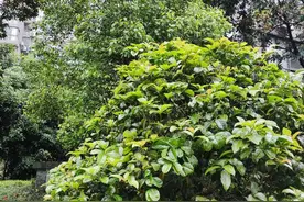 时光飞逝，又是一秋图片