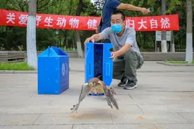 见幼鸟掉落不要轻易捡拾！它们的妈妈很着急图片