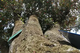 陕南，汉中地区，我旅游时遇到的50棵奇树，看看有你家乡的吗？图片