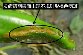 高温高湿辣椒易患黑斑病？做好以下6点，辣椒商品性好产量又高图片