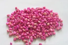 东北农民又到了购卖玉米种子季节了，要怎样选购呢？图片