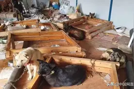 云南3人用超声波驱狗器盗窃80余只狗 已被警方刑拘图片