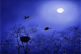 稻花香里说丰年，听取蛙声一片 ：辛弃疾词里的美好乡村夜晚！图片