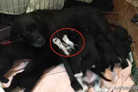 拉布拉多被二哈“嚯嚯”了，生下奶狗后，结果主人却笑翻了图片