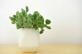 教你养多肉植物“熊童子”，满盆全是红爪子，肥肥的太萌了图片
