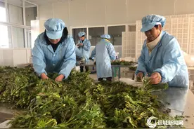 芮城香椿 香飘全国图片