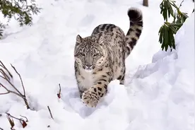 流浪藏獒集结成军雄踞一方，已成高原二哥，生态位直逼雪豹图片