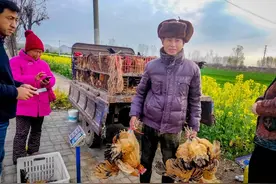 农民大哥卖鸡，养殖半年产蛋鸡和大红公鸡低价出售，看看有多便宜图片
