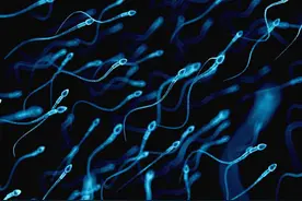 精子进入女子身体后，免疫细胞为什么要追杀精子？图片
