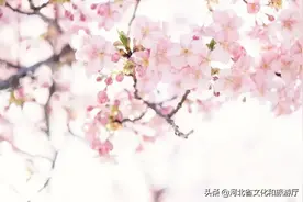 爱家乡 游河北 发现身边的美 | 京东最美告白胜地！大厂潮白河樱花公园游玩攻略来啦！图片