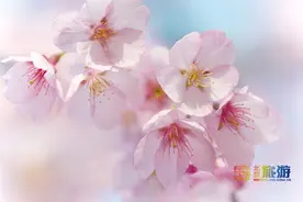官宣！北京春游赏花，赏樱花除了玉渊潭、植物园，还有一个地方可能大多数人没去过！图片