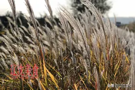 东北丰收季，逛逛大城市的街边早市，这些美食只有秋季才能吃到图片