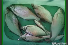 鱼头小身修长，浅谈如何从水层，潮汐，天气三个层次作钓江鳊图片