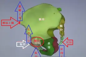 体悟太极拳：骨盆杠杆原理图图片
