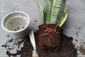 花卉上盆换盆，盆底加“4种料”，盆土透水透气，花儿长得旺图片