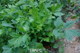 珍贵的维生野菜-植物非试管高效快繁珍珠菜图片