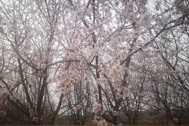 春天来了，桃花开了图片
