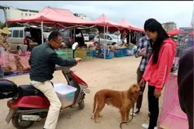 女孩大街上卖狗狗，好心路人将其买走，一句话让女孩陷入了沉思图片