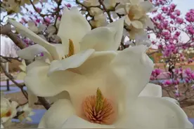 花花世界：今天农历四月了，春日里最爱的九朵花，让我再看你一眼图片