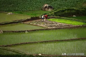 视角故事 尼泊尔封锁后的农民开始春播图片