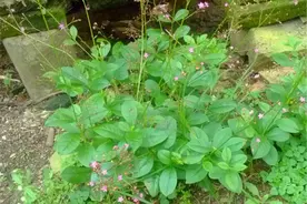 农村的这种植物，人称“土人参”，价值很高，可与真正人参媲美图片