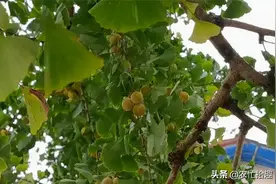 90年代一斤50元，如今9月成熟没人摘，10月烂地上却很多人捡图片