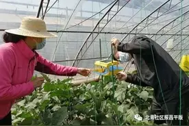 蔬菜提质又增产！太阳能杀虫灯“亮相”昌平图片