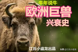 「牛年说牛」欧洲最大哺乳兽的血泪兴衰史图片
