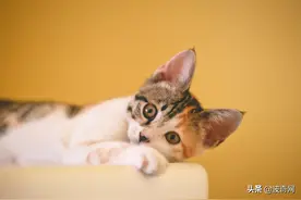 猫咪最蠢萌的六个瞬间！排名第一的是“选择爱你”图片