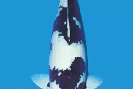 锦鲤待在池边静止不动？这是处于亚健康的信号！图片