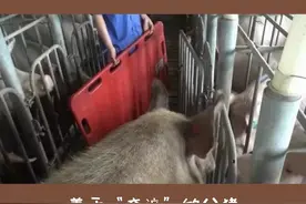 微调一下猪场人工授精流程，每胎多生1-2头并不难，看老外的建议图片