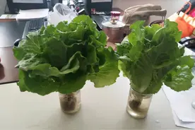 城里人入冬咋囤菜，专家来支招图片