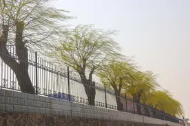 青岛春天风景美爆了，柳树枝条迎风飞舞，宛如春天的飘飘发丝图片