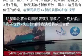 上海白鲸演员小白和小灰，终于回到大海的怀抱了图片