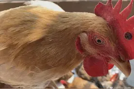 怎样挑选土鸡？教你5个小窍门，以后买鸡不再吃亏了图片