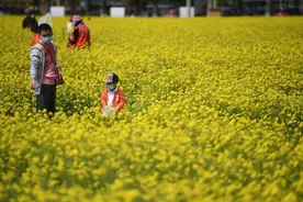 “京西小婺源”丰台王佐怪村13万平米油菜花可线上“云赏花”图片