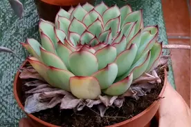 植株形态像莲花般的拟石莲属多肉，有三种很容易繁殖的方法图片