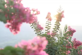 贵港这里竟藏着一个上千亩的花海公园图片