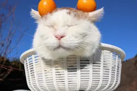 初代网红猫叔离世：谢谢你治愈过我！图片