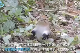 巴西小鸟在镜头前跳机械舞，疯狂踩点有模有样，网友：太神奇了图片