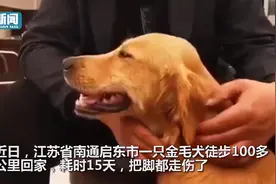 被寄养金毛暴走100多公里回家，主人：这辈子再也不分开图片