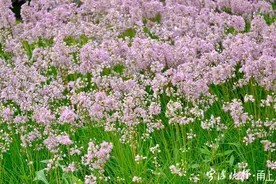 藠头开花了，它美得超出期望图片