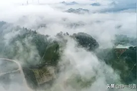 老班章茶研究理事会概况图片