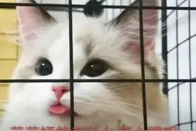 科普｜猫咪张嘴呼吸吐舌头是“累成狗”了吗？图片
