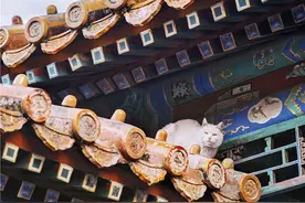 故宫里的御猫：光鲜亮丽的网红生活背后，也有着流浪猫不得不面对的生存现实图片
