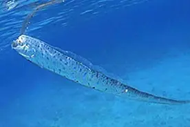日本海岸出现皇带鱼，当地人视其为大地震前兆，有科学依据吗？图片